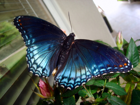 blue butterfly that was ‘courting’ my pink roses. T